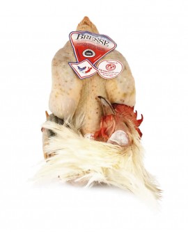 Pollo di Bresse DOP femmina Francia - intero 2000g - cartone n.4 pezzi - carne fresca in ATP - Polleria Fratelli Miroglio