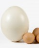 Uovo di struzzo fresco da consumo - medio 1,2 kg circa - Trentina Struzzi Soc. Agricola